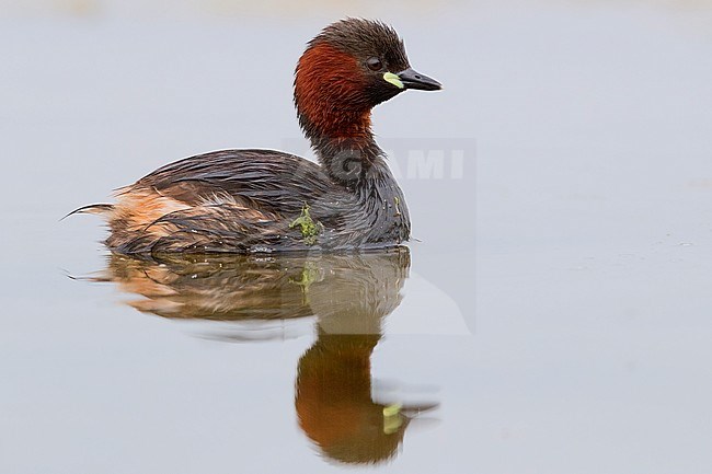 Little Grebe (Tachybaptus ruficollis), adult in the water) stock-image by Agami/Saverio Gatto,