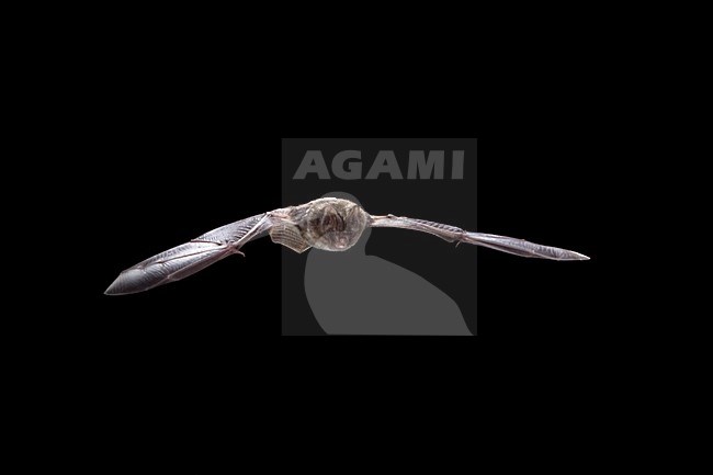 Mopsvleermuis in de vlucht; Barbastelle Bat in flight stock-image by Agami/Theo Douma,