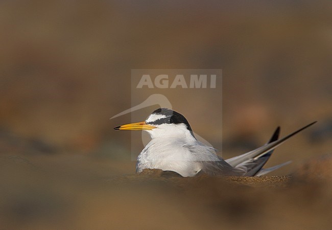Volwassen Dwergstern zittend op het strand; Adult Little Tern (Sternula albifrons) standing on the beach stock-image by Agami/Danny Green,