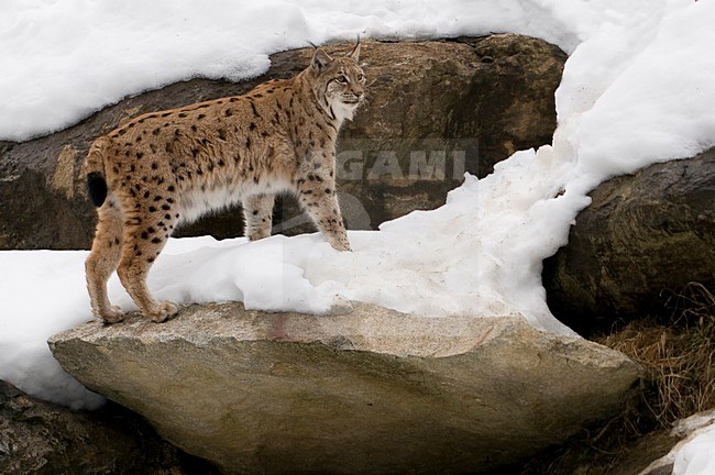 Eurasian Lynx in de sneeuw; European Lynx in snow stock-image by Agami/Han Bouwmeester,