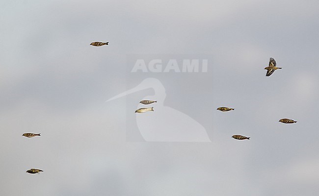 Siskin, spinus spinus, migrating flock in fligth at Hyllekrog in Denmark. stock-image by Agami/Helge Sorensen,