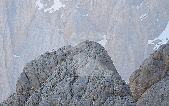 Caspian Snowcock (Tetraogallus caspius) singing at a mountain ridge in central Turkey. stock-image by Agami/Eduard Sangster,
