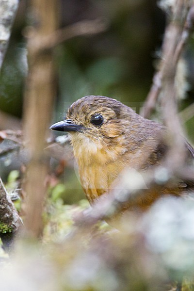 Bergmierpitta in habitat; Tawny Antpitta in habitat stock-image by Agami/Marc Guyt,