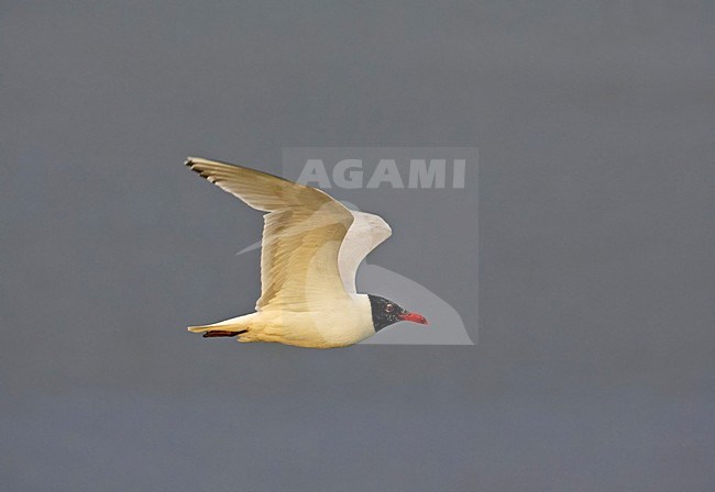 Zwartkopmeeuw volwassen vliegend; Mediterranean Gull adult flying stock-image by Agami/Markus Varesvuo,
