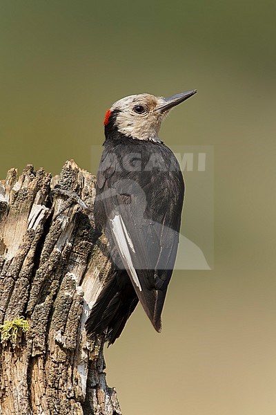 Adult male White-headed Woodpecker (Leuconotopicus albolarvatus)
Lake Co., Oregon, USA
August 2015 stock-image by Agami/Brian E Small,