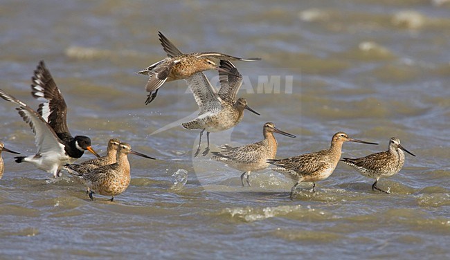 Vrouwtjes Rosse grutto op het wad; Bar-tailed Godwits in the Waddensea stock-image by Agami/Arie Ouwerkerk,