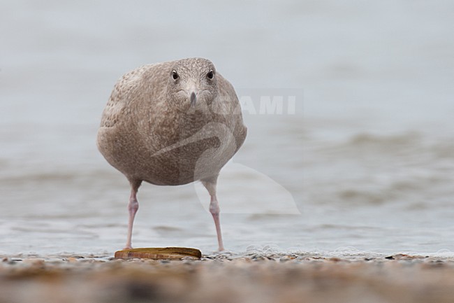 Eerste winter Grote Burgemeester foeragerend op amerikaanse zwaardschede; First winter Glaucous Gull foraging on American razor clam stock-image by Agami/Arnold Meijer,