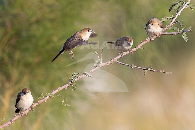 Indian Silverbill, Euodice malabarica, wintering in Oman. stock-image by Agami/Sylvain Reyt,