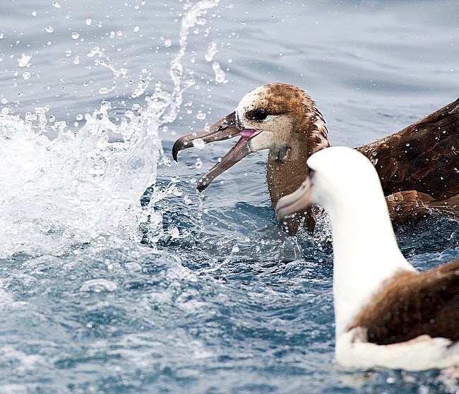 Adult Black-footed Albatross (Diomedea nigripes) at sea off the coast of Montery in California, USA. Swimming behind a small vessel, fighting for food with Laysan Albatross (foreground). stock-image by Agami/Marc Guyt,
