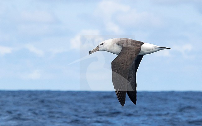 Black-browed Albatross (Thalassarche melanophris) flying over the southern Atlantic ocean off South Africa. stock-image by Agami/Karel Mauer,