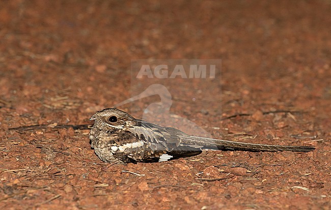 Long-tailed Nightjar (Caprimulgus climacurus) resting on an African road during the night. stock-image by Agami/Pete Morris,