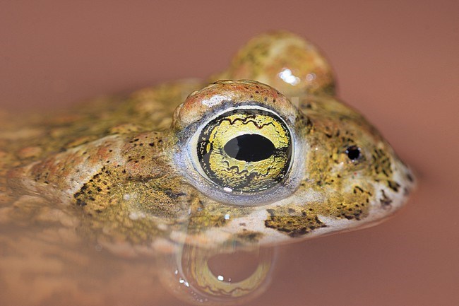 Natterjack (Epidalea calamita) taken the 28/04/2021 at Fréjus - France. stock-image by Agami/Nicolas Bastide,