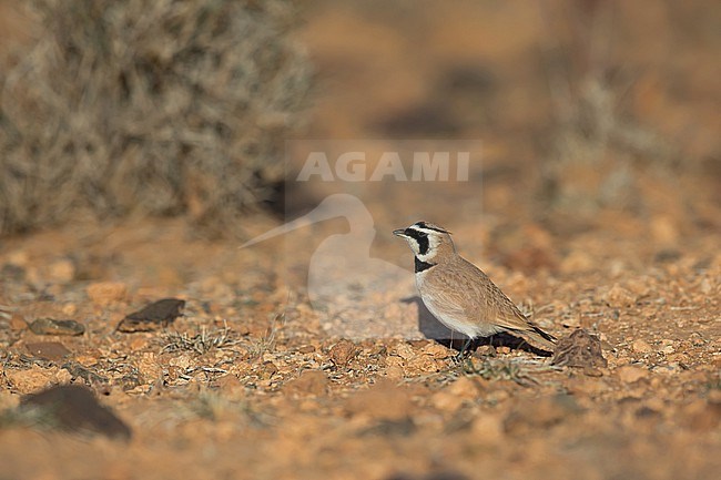 An adult male Temminck's lark (Eremophila bilopha) in the rocky dry habitat in Winter stock-image by Agami/Mathias Putze,