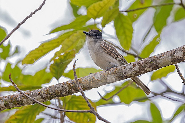 Hispaniolan Loggerhead Kingbird (Tyrannus caudifasciatus gabbii) in the Dominican Republic. stock-image by Agami/Pete Morris,