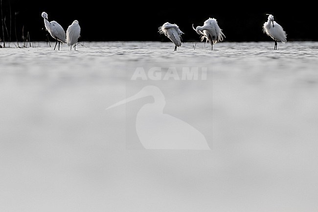 Little Egret (Egretta garzetta) in Italy stock-image by Agami/Daniele Occhiato,