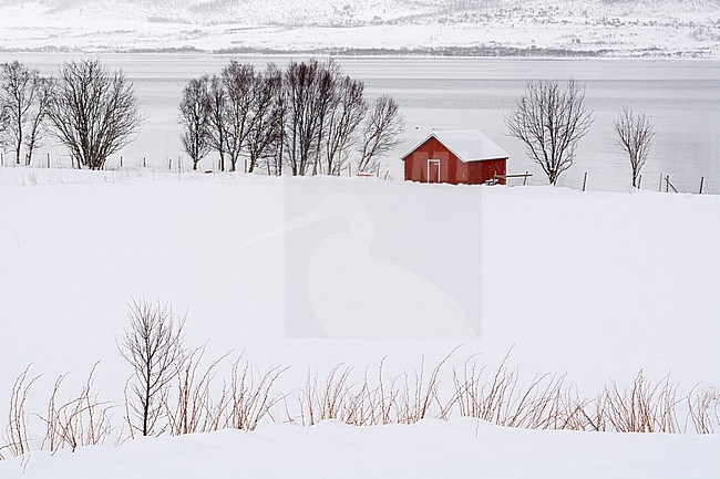 A lone red house in a snowy winter landscape. Fornes, Vesteralen Islands, Nordland, Norway. stock-image by Agami/Sergio Pitamitz,