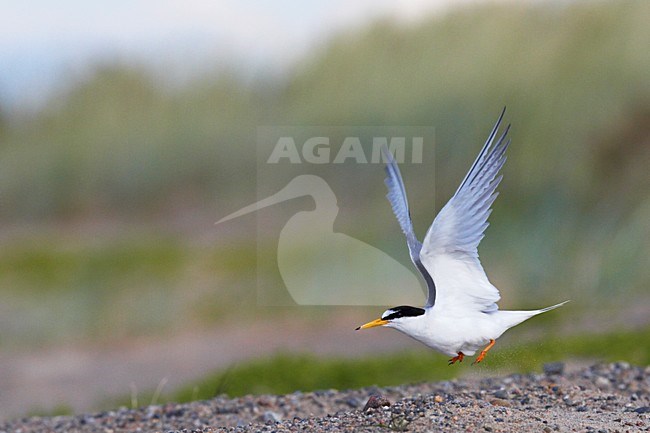 Dwergstern volwassen vliegend; Little Tern adult flying stock-image by Agami/Jari Peltomäki,