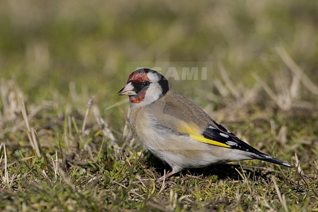 Putter foeragerend op zaden; Goldfinch foraging on seeds stock-image by Agami/Daniele Occhiato,
