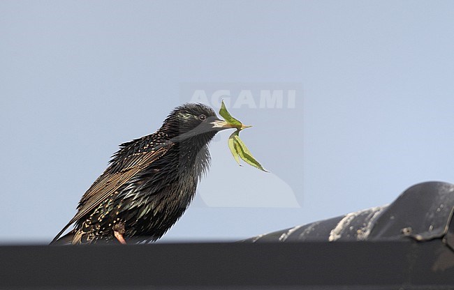 Common Starling, Sturnia vulgaris, singing at Sør- Trøndelag, Norway stock-image by Agami/Helge Sorensen,