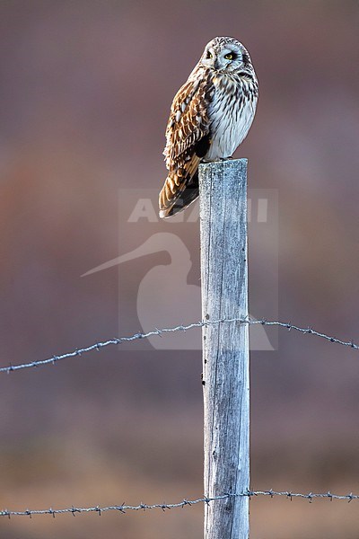 Short-eared Owl (Asio flammeus) in Norway. stock-image by Agami/Daniele Occhiato,