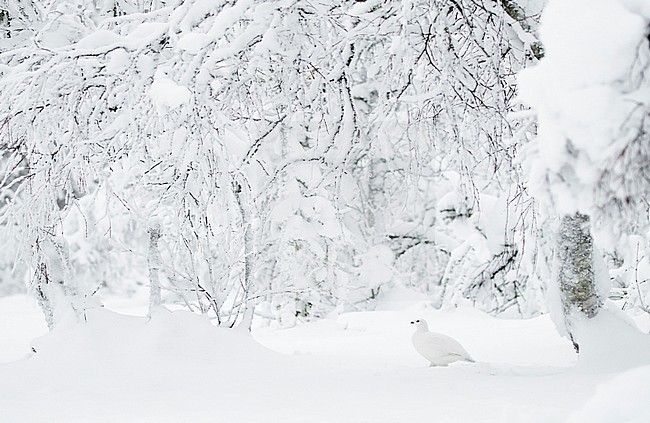 Willow Grouse (Lagopus lagopus) Inari Kiilopää Finland November 2019 stock-image by Agami/Markus Varesvuo,