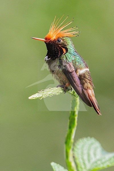 Rufous-crested Coquette (Lophornis delattrei) flying while feeding at a flower in Manu National Park, Peru. stock-image by Agami/Glenn Bartley,