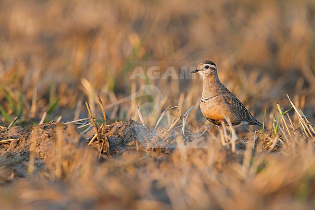 Eurasian Dotterel - Mornellregenpfeifer - Charadrius morinellus, Germany, adult stock-image by Agami/Ralph Martin,