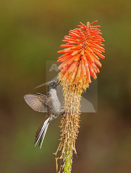 Endemic male Bearded Mountaineer (Oreonympha nobilis nobilis) feeding on an orange flower with spread wings and tail in Cusco, Peru, South-America. stock-image by Agami/Steve Sánchez,