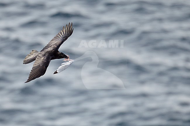 Vliegende Raaf met prooi, Flying Common Raven with prey stock-image by Agami/Markus Varesvuo,