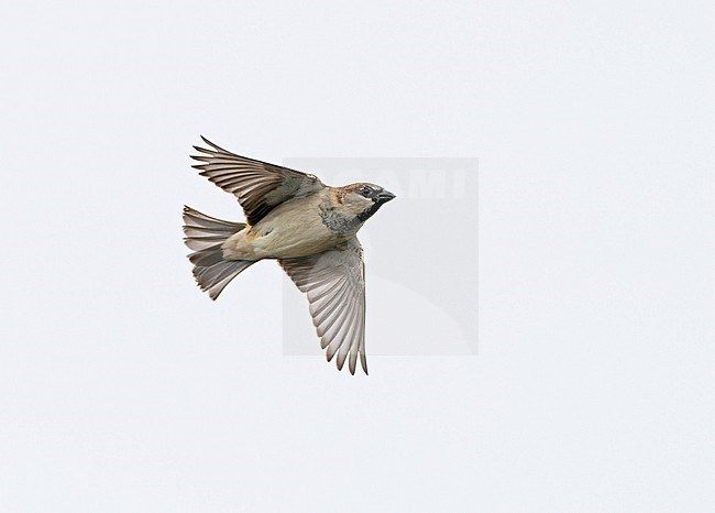 Flying, migrating male House Sparrow (Passer domesticus) hight in the sky showing underside stock-image by Agami/Ran Schols,