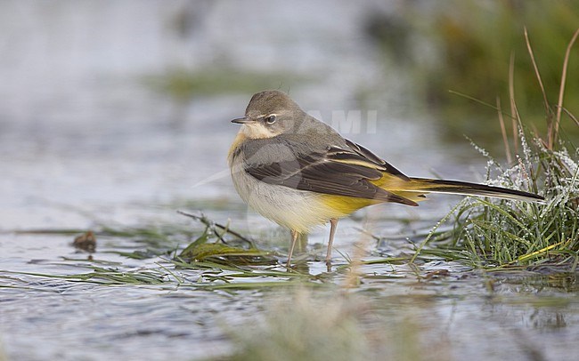 Grey Wagtail (Motacilla cinerea cinerea) a 2cy bird standing in water in a  flooded field in winter setting at Roskilde, Denmark stock-image by Agami/Helge Sorensen,