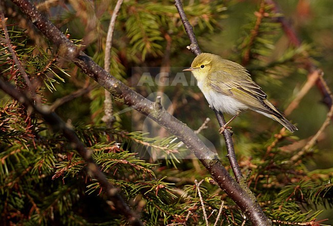 Fluiter zittend op takje; Wood Warbler perched on a branch stock-image by Agami/Markus Varesvuo,