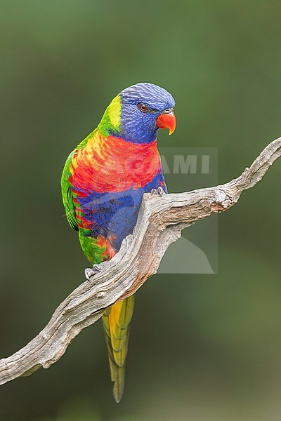 Rainbow Lorikeet (Trichoglossus moluccanus) perched on a branch in eastern Australia. stock-image by Agami/Glenn Bartley,