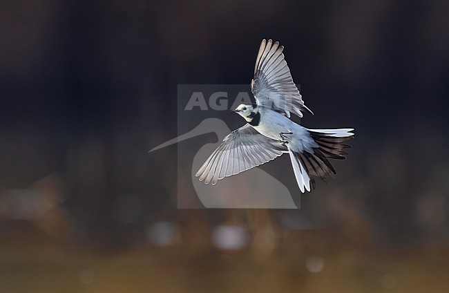 Pied Wagtail, Motacilla yarrellii, in Italy. stock-image by Agami/Daniele Occhiato,