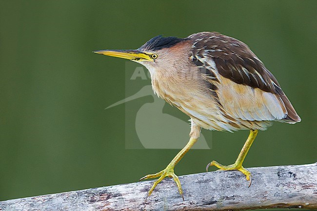 Little Bittern (Ixobrychus minutus) adult perched on a branch stock-image by Agami/Daniele Occhiato,