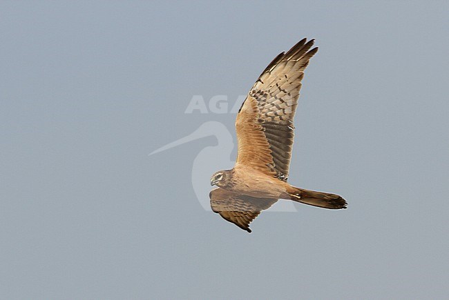 Grauwe Kiekendief in vlucht; Montagu's Harrier (Circus pygargus) in flight stock-image by Agami/James Eaton,