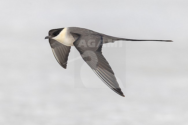 Long-tailed Jaeger (Stercorarius longicaudus), side view of an adult in flight, Finnmark, Norway stock-image by Agami/Saverio Gatto,
