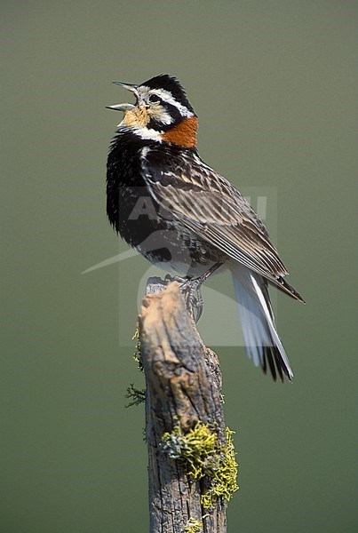 Adult male breeding
Cascade Co., MT
June 2001 stock-image by Agami/Brian E Small,