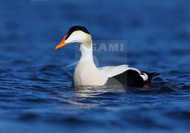 Common Eider  (Somateria mollissima ssp v-nigrum)  taken the 09/06/2022 at Nome - Alaska - USA stock-image by Agami/Aurélien Audevard,