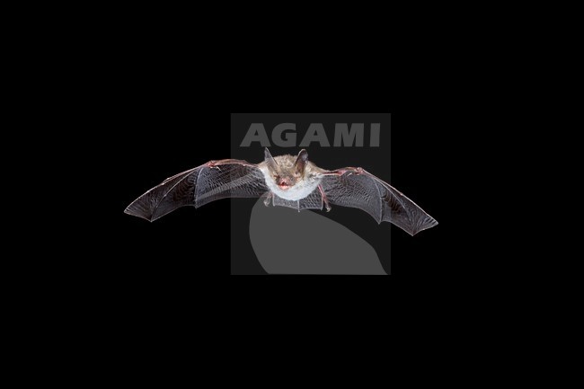 Bechsteins Vleermuis in de vlucht; Bechstein\'s Bat in flight stock-image by Agami/Theo Douma,
