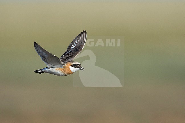 Lesser Sand Plover - Mongolenregenpfeifer - Charadrius mongolus ssp. pamirensis, Kyrgyzstan, adult male stock-image by Agami/Ralph Martin,