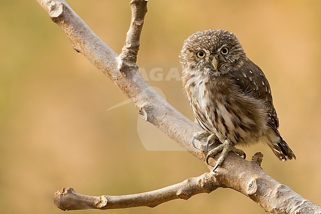 Birds of Peru, Peruvian Pygmy-Owl stock-image by Agami/Dubi Shapiro,
