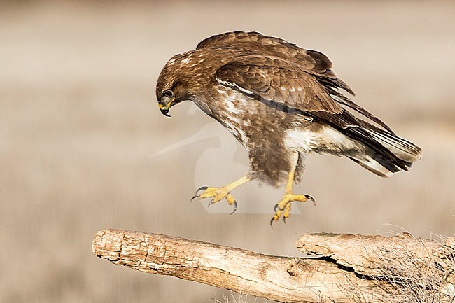 Common Buzzard (Buteo buteo) running on a branch near Toledo in Spain. stock-image by Agami/Oscar Díez,