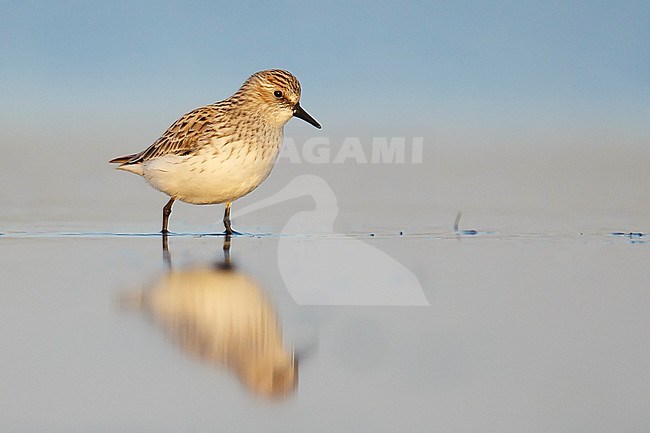 Adult breeding
Galveston Co., TX
May 2014 stock-image by Agami/Brian E Small,