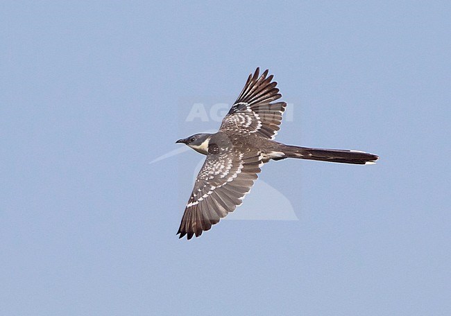 Great Spotted Cuckoo (Clamator glandarius) in flight over rural area in Spain. stock-image by Agami/Dani Lopez-Velasco,