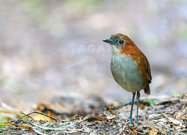 White-bellied Antpitta (Grallaria hypoleuca castanea) at San Isidro lodge, east slope of the Andes in Ecuador. Standing on the ground. stock-image by Agami/Marc Guyt,