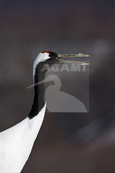 Chinese Kraanvogel; Red-crowned Crane stock-image by Agami/Marc Guyt,