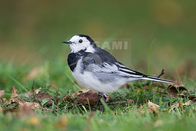 Rouwkwikstaart, Pied Wagtail, Motacilla (alba) yarelli, Great Britain stock-image by Agami/Ralph Martin,