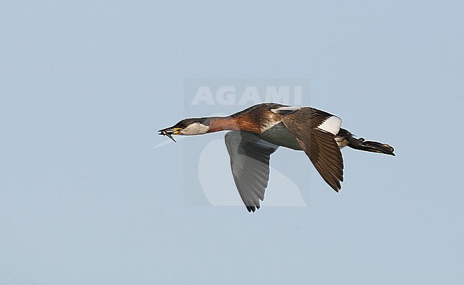 Adult Red-necked Grebe (Podiceps griseigena) in breeding plumage, in flight at Møn in Denmark. stock-image by Agami/Helge Sorensen,