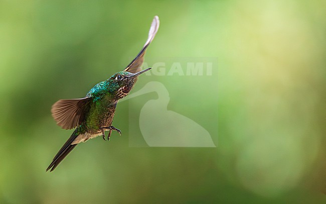 Tourmaline Sunangel (Heliangelus exortis) stock-image by Agami/Lennart Verheuvel,